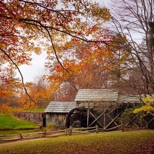 Autumn Canopy at Mabry Mill