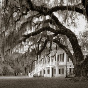 The Manor