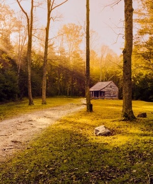 Early Light in the Clearing