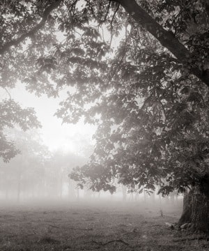 Fog in the Forest