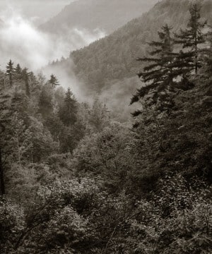 Highlands Mist