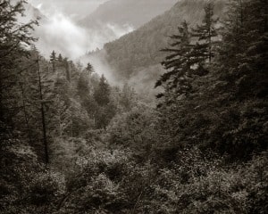Highlands Mist