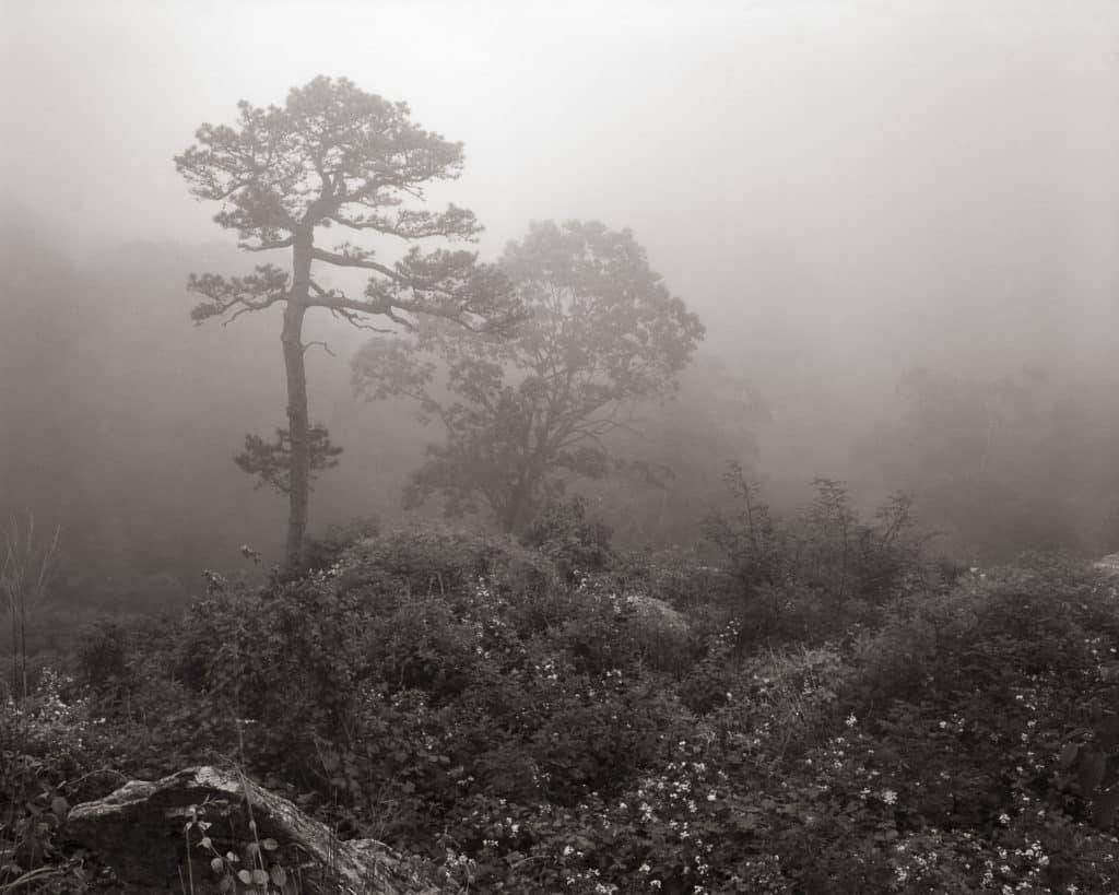 picture of old trees shrouded in for along Skyline Drive